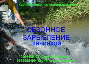Карп личинка последний выклев #903192