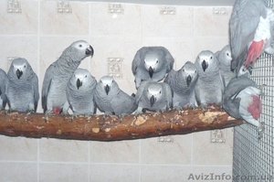 Жако краснохвостые – отдельные птицы и разводные пары #906574