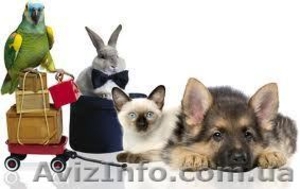 Зоогостиница «Пес Барбос» Харьков #898011