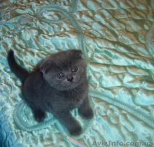 Продам британских вислоухих котят #914389