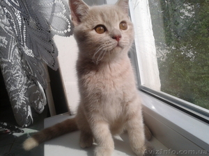 Котята породы британская короткошерстная. #916430