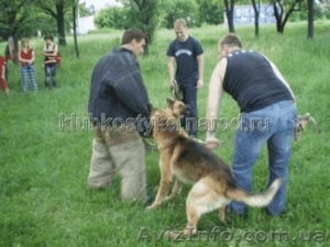 Стрижка животных в Донецке и Макеевке. #911614