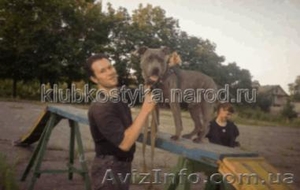 Обучение кинологов. Набираются группы по дрессировке.  #911617