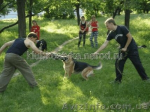 Подготовка караульных собак. #911620