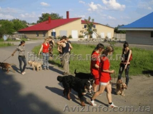 Аджилити (спортивная дрессировка) в Донецке,  на Украине #911622