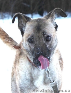 Тина - веселая,  жизнерадостная cобака ищет хозяев #914114