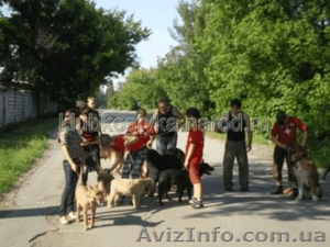 Услуги животным Донецк и область. #911626