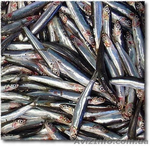 рыба оптом украина #909296