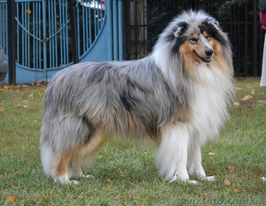 Породные щенки колли #916879