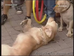 Шоу дрессированых собак Донецк и область. #911627