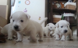 Лето с Вестиком! #905967