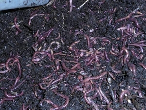 черв'як каліфорнійський-старатель  #919878