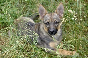 Отдам щенка, метис овчарки,  3 месяца! #911686