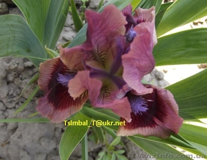 Ирисы-Карлики.Продажа #912597