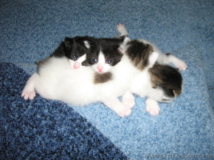 Отдам в добрые руки котенка норвежской лесной кошки #919852