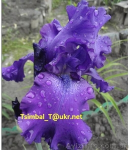 Ирисы.Распродажа сортовых ирисов  #912588