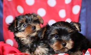 Йоркширский терьер мини.kl #911971