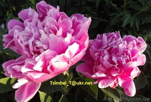 Пионы сортовые.Продажа.Мелкий опт и розница #911953