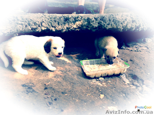 Отдам очаровательного щенка #915175