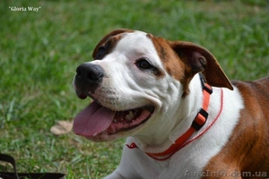 Подрощеная девочка Амстаффа Щоу Класса  #921919