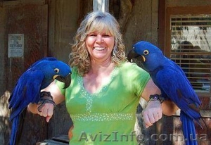  Довольно синий Гиацинт попугаев ара для продажи #911978