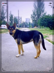 Отдам метиза немецкой овчарки #915173