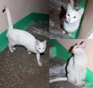 Грациозная ласковая леди ищет дом! #921253