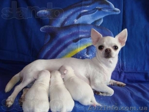 ЧИХУАХУА - породные, ексклюзивные МИНИ-щенки! #921569