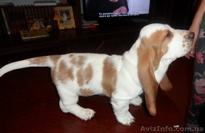 Бассет-Хаунда щенки  #916835