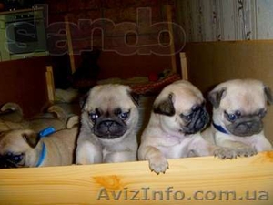 IU.KALUGIN@I.UA  80934102873 #920455