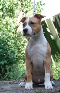 Чистокровные щенки амстаффтерьера.  #921917