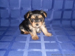 ЙОРКШИРСКИЙ ТЕРЬЕР! #912424