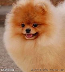Померанского шпица, девочку #921742