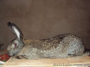 Богдан Валентинович Іванов #908098