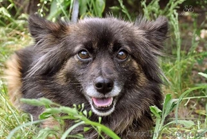 Лисенка-маленький пушистый позитивчик #910116