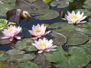 Продам водные лилии (кувшинки,  нимфеи). #920820