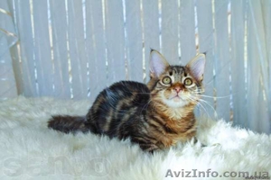 Эксклюзивный мейн кун черный мрамор на серебре #919691