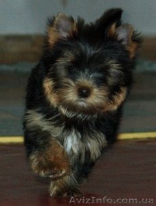 красиве и качественные щенки йоркширского терьера #916264