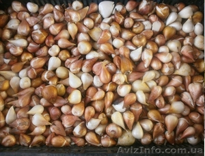 Продам (предлагаю) луковицу лилии и тюльпана #915320