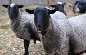 Продажа Баранов оптом и в розницу #918381