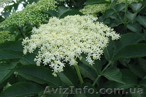 Бузина,  саженцы бузины (по Украине) #913310