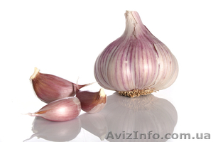 продам чеснок семена чеснока озимого #911773