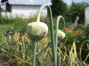 продам чеснок семена чеснока. воздушка. однозубка #910864