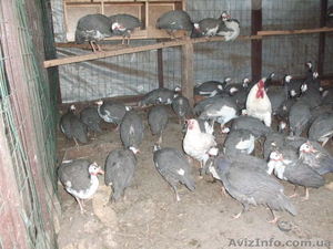 Продам фазанов, брамы, кохинхимны, цесарок, яйцо, клетки. #753421