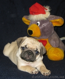 Продаются очаровательные щенки мопсов #916636