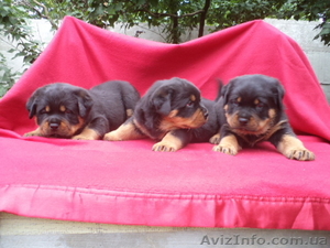 Ротвейлер щеночки #918586