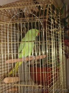 Ожереловый попугай   большая клетка в подарок! #909586
