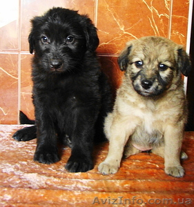 обалденные щенки ищут дом #918588