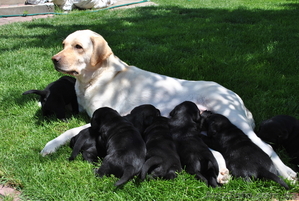 Щенки лабрадора ретривера черные #909760