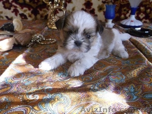 мальчишка ши-тцу  #918596